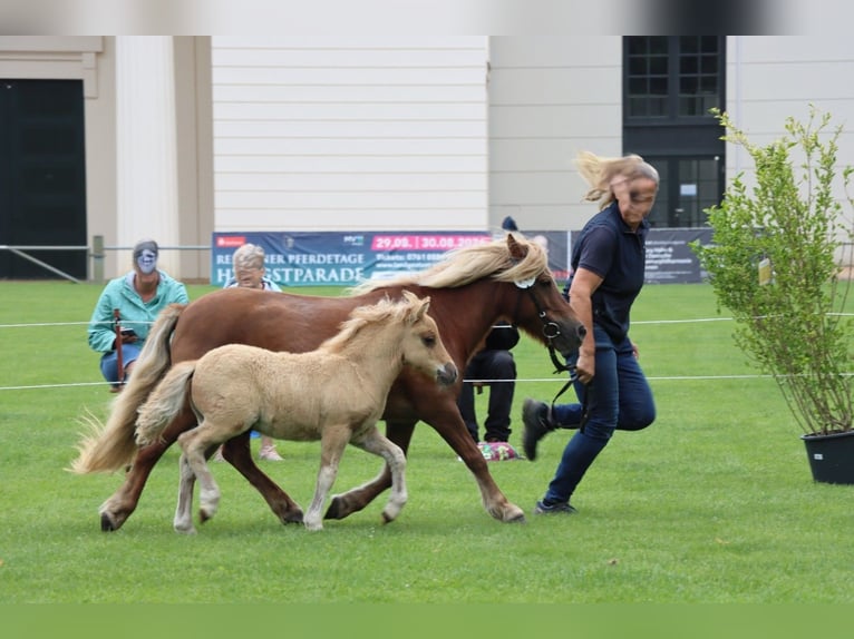 Poneys Shetland Jument Poulain (05/2026) Alezan in Hagenow