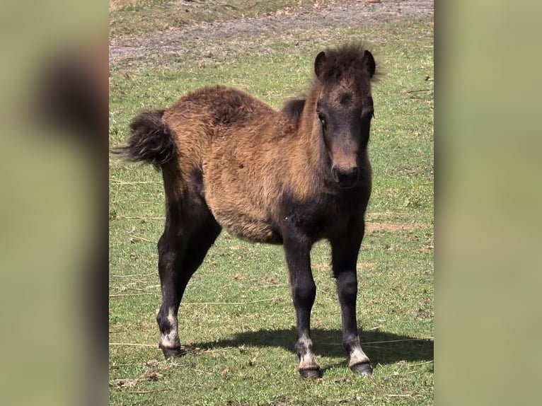 Poneys Shetland Jument Poulain (06/2025) Bai in Eesergroen