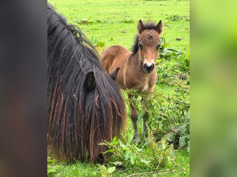 Poneys Shetland Jument Poulain (06/2025) Bai in Eesergroen