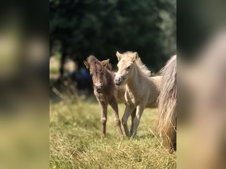 Poneys Shetland Jument Poulain (01/2026)  in Heringen (Werra)