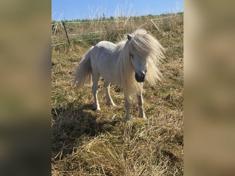 Poneys Shetland Jument Poulain (01/2026)  in Heringen (Werra)