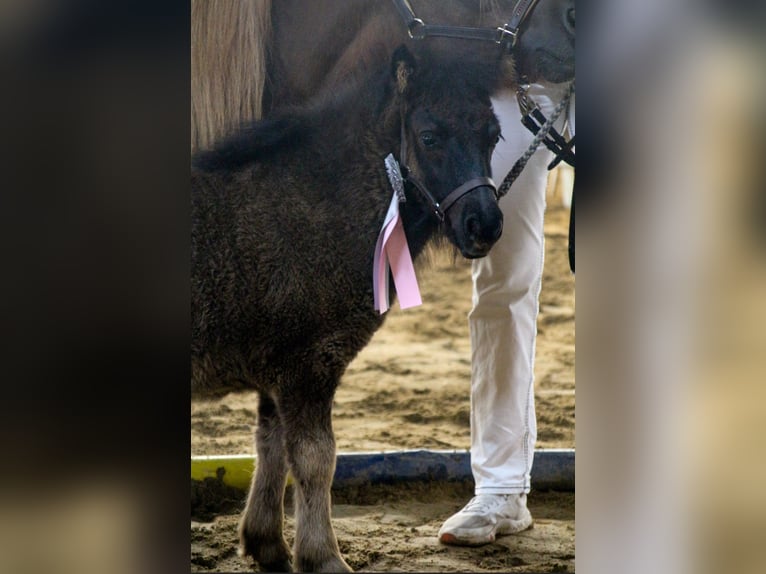 Poneys Shetland Jument Poulain (03/2024) Noir in Bartensleben