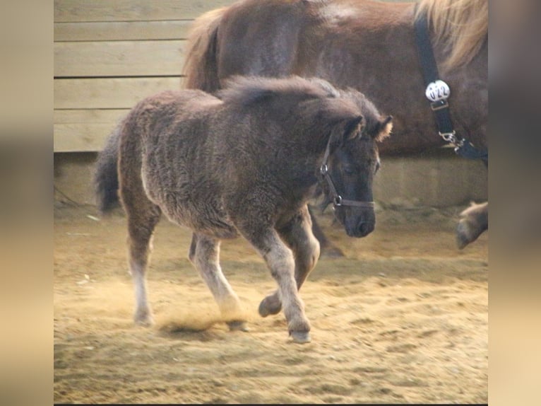 Poneys Shetland Jument Poulain (03/2024) Noir in Bartensleben