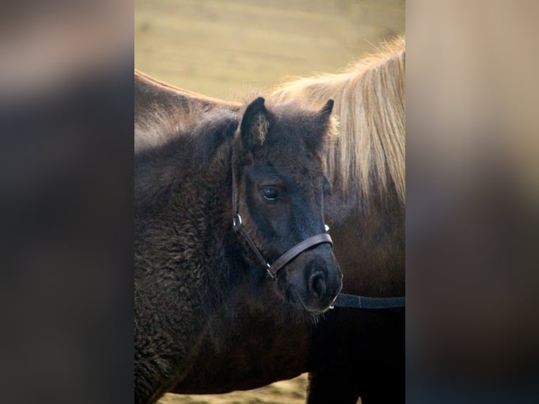 Poneys Shetland Jument Poulain (03/2024) Noir in Bartensleben