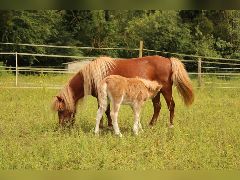 Poneys Shetland Jument Poulain (05/2024) Palomino in Béthisy-Saint-Pierre