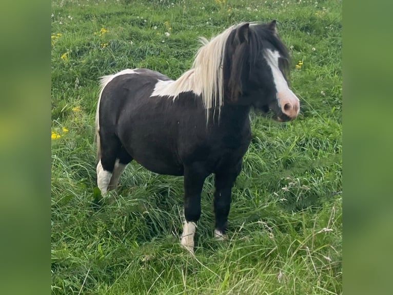 Poneys Shetland Jument Poulain (04/2025) Pinto in Brilon