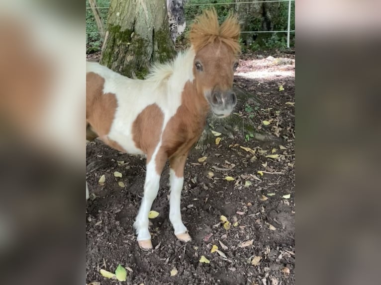 Poneys Shetland Jument Poulain (04/2025) Pinto in Brilon