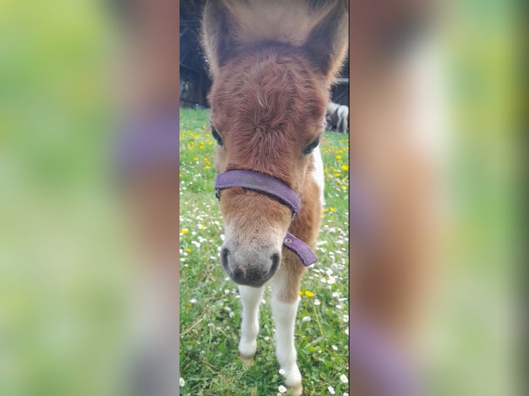 Poneys Shetland Jument Poulain (04/2025) Pinto in Brilon