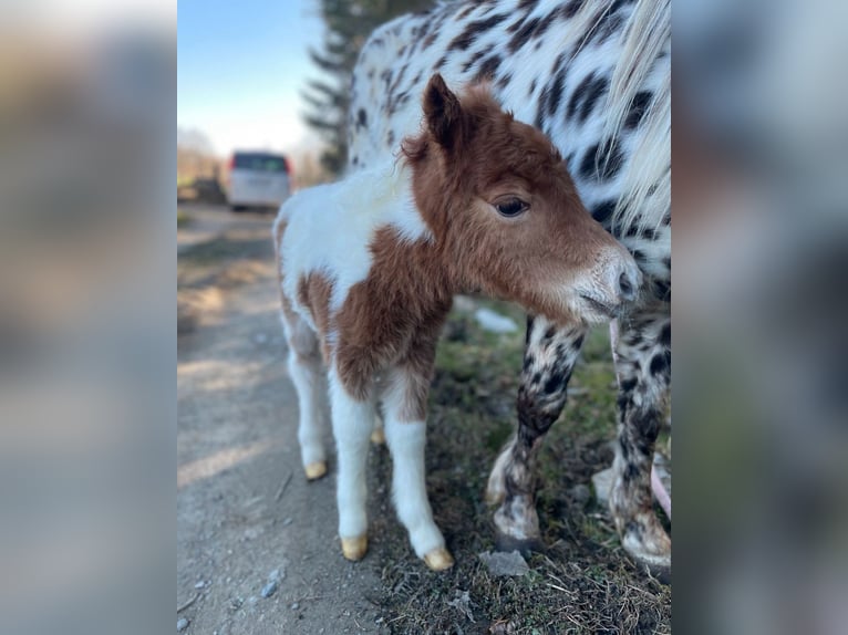 Poneys Shetland Jument Poulain (04/2025) Pinto in Brilon