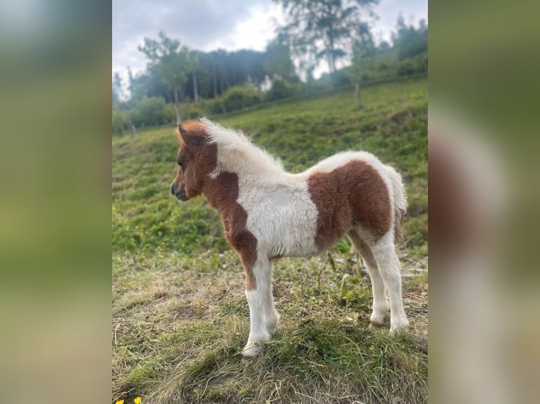 Poneys Shetland Jument Poulain (04/2025) Pinto in Brilon