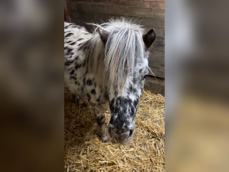 Poneys Shetland Jument Poulain (04/2025) Pinto in Brilon