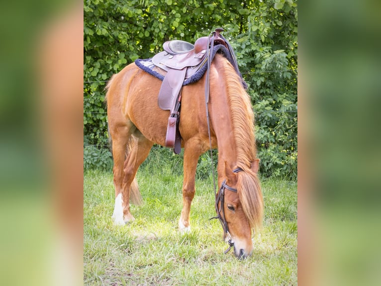 Poni alemán Caballo castrado 10 años 132 cm Alazán in Geeste