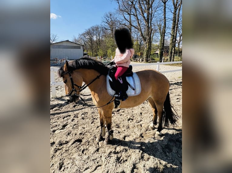 Poni alemán Caballo castrado 10 años 135 cm Bayo in Wulfsen