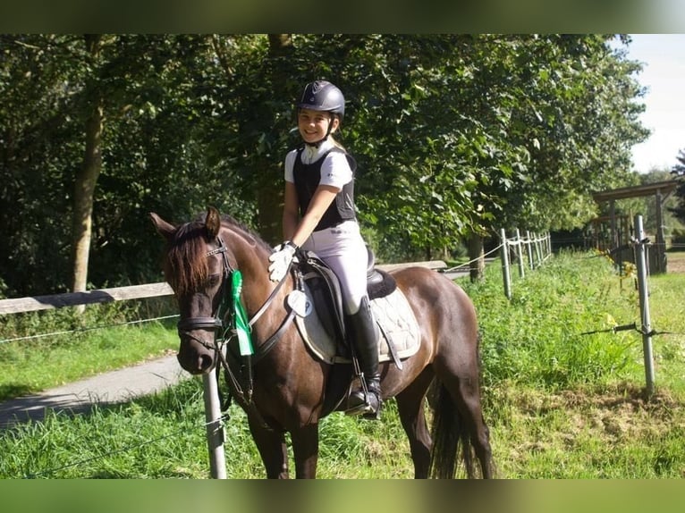 Poni alemán Caballo castrado 10 años 136 cm Negro in Barlt