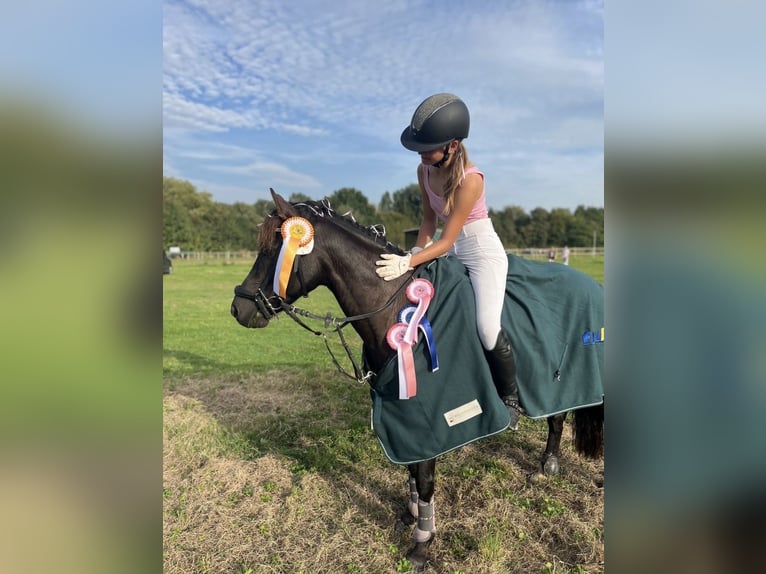 Poni alemán Caballo castrado 10 años 136 cm Negro in Barlt