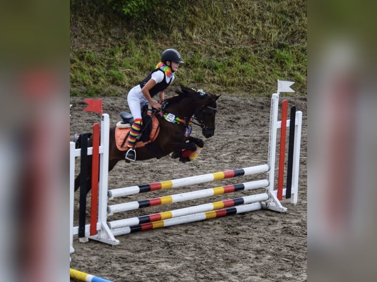 Poni alemán Caballo castrado 10 años 136 cm Negro in Barlt