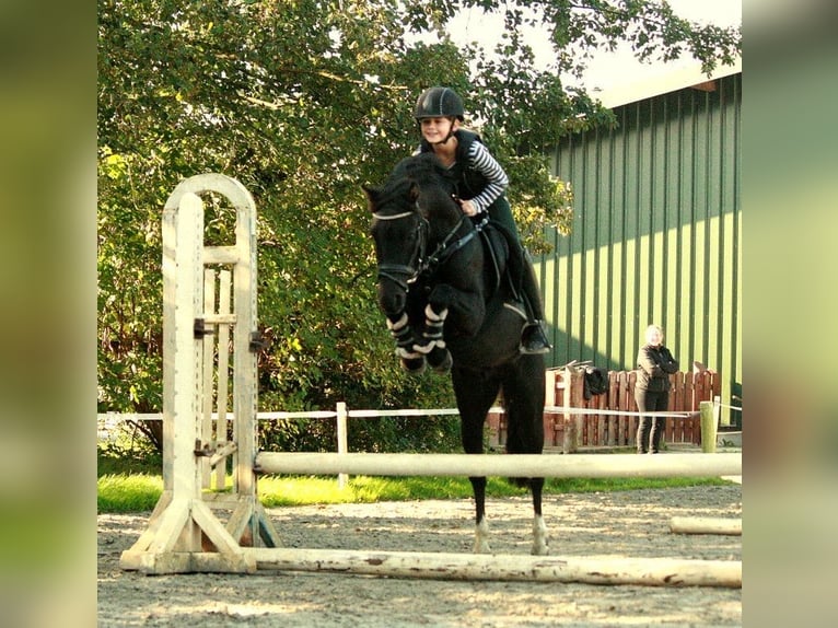 Poni alemán Caballo castrado 10 años 136 cm Negro in Barlt