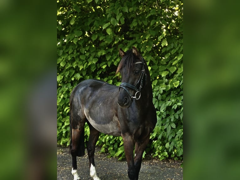 Poni alemán Caballo castrado 10 años 136 cm Negro in Barlt