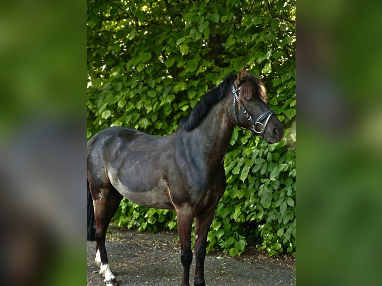 Poni alemán Caballo castrado 10 años 136 cm Negro in Barlt