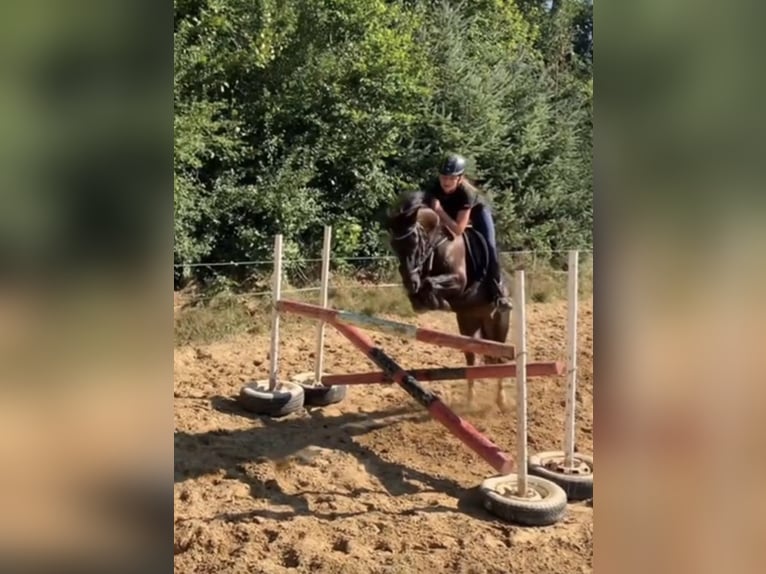 Poni alemán Caballo castrado 10 años 136 cm Negro in Barlt