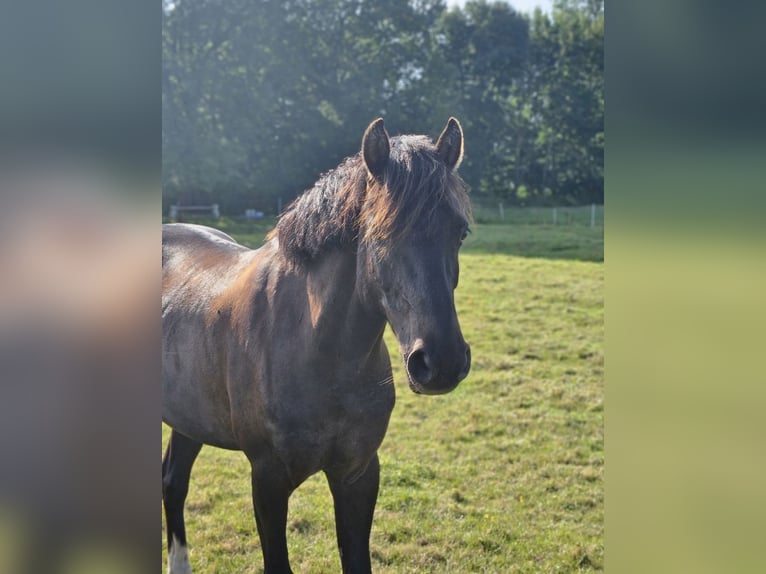 Poni alemán Caballo castrado 10 años 136 cm Negro in Barlt
