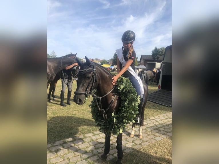 Poni alemán Caballo castrado 10 años 136 cm Negro in Barlt