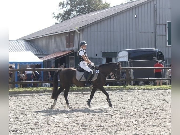 Poni alemán Caballo castrado 10 años 136 cm Negro in Barlt
