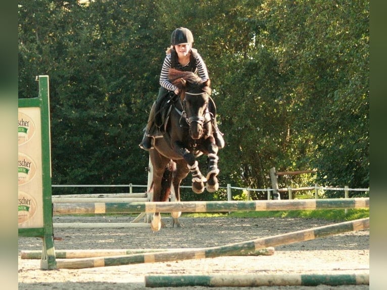 Poni alemán Caballo castrado 10 años 136 cm Negro in Barlt