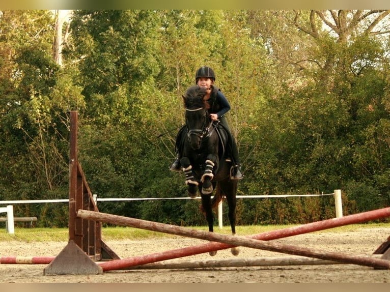 Poni alemán Caballo castrado 10 años 136 cm Negro in Barlt