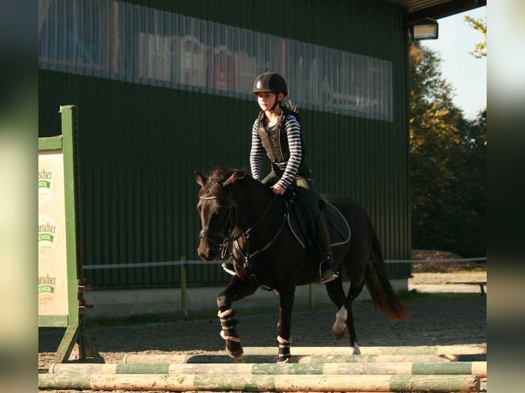 Poni alemán Caballo castrado 10 años 136 cm Negro in Barlt