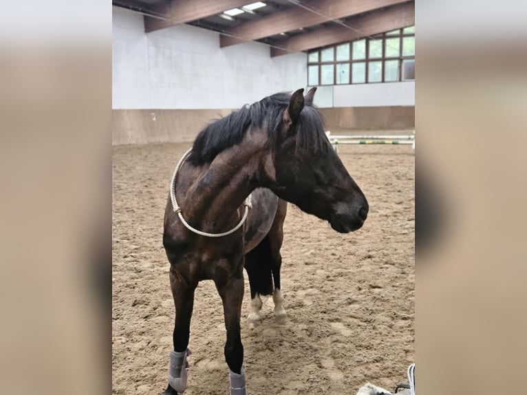 Poni alemán Caballo castrado 10 años 136 cm Negro in Barlt