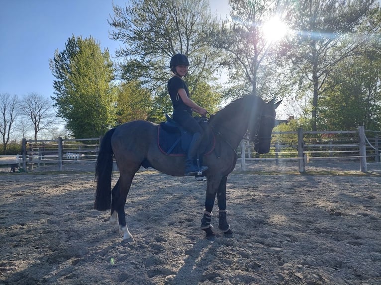 Poni alemán Caballo castrado 10 años 136 cm Negro in Barlt