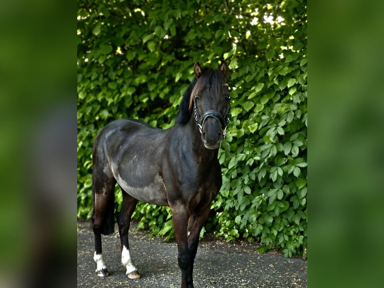 Poni alemán Caballo castrado 10 años 136 cm Negro in Barlt
