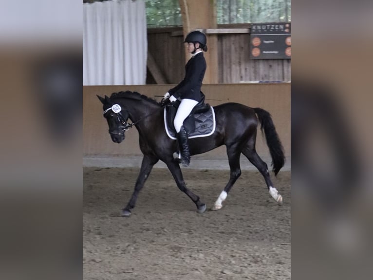 Poni alemán Caballo castrado 10 años 136 cm Negro in Barlt