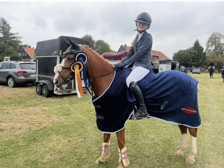 Poni alemán Caballo castrado 10 años 142 cm Alazán in Abbenrode