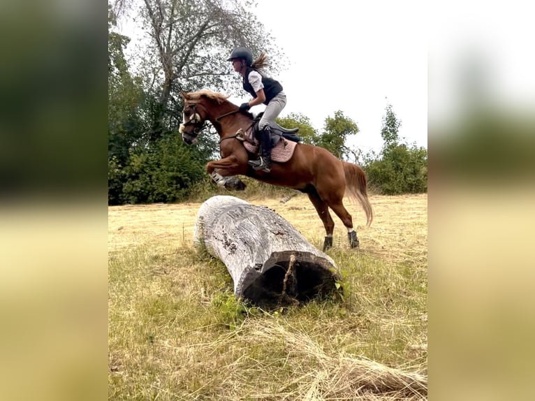 Poni alemán Caballo castrado 10 años 142 cm Alazán in Abbenrode