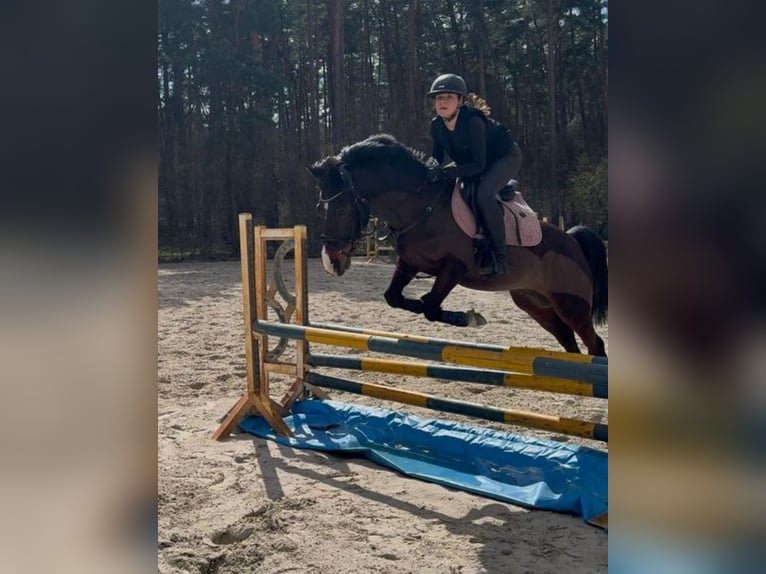Poni alemán Caballo castrado 10 años 142 cm Castaño in Dannenberg (Elbe) Soven