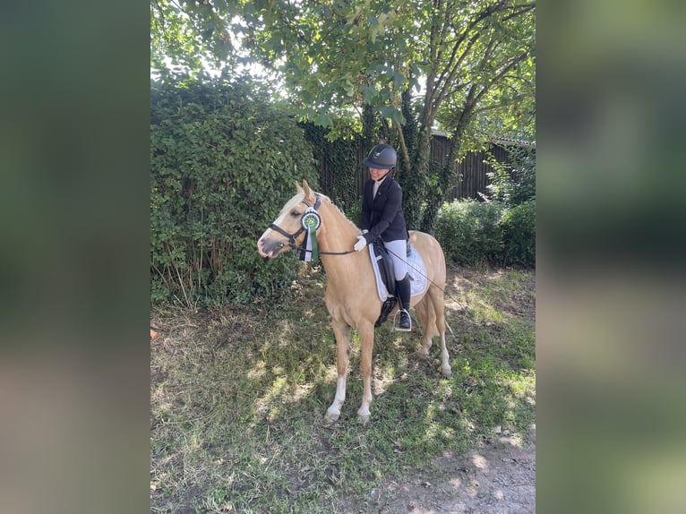 Poni alemán Caballo castrado 10 años 142 cm Dunalino (Cervuno x Palomino) in Vettweiß