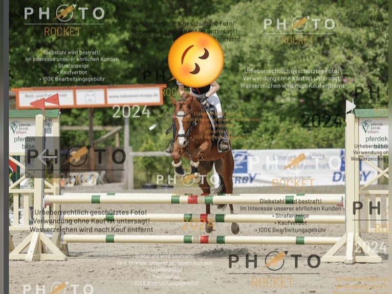 Poni alemán Caballo castrado 10 años 143 cm Alazán in Handewitt