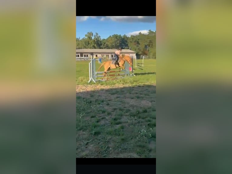 Poni alemán Caballo castrado 10 años 143 cm Bayo in Cröchern