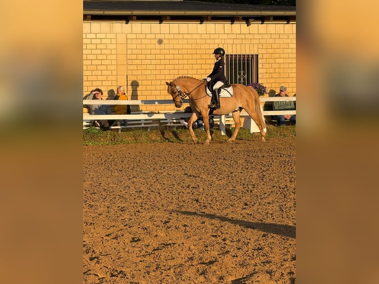 Poni alemán Caballo castrado 10 años 143 cm Bayo in Cröchern