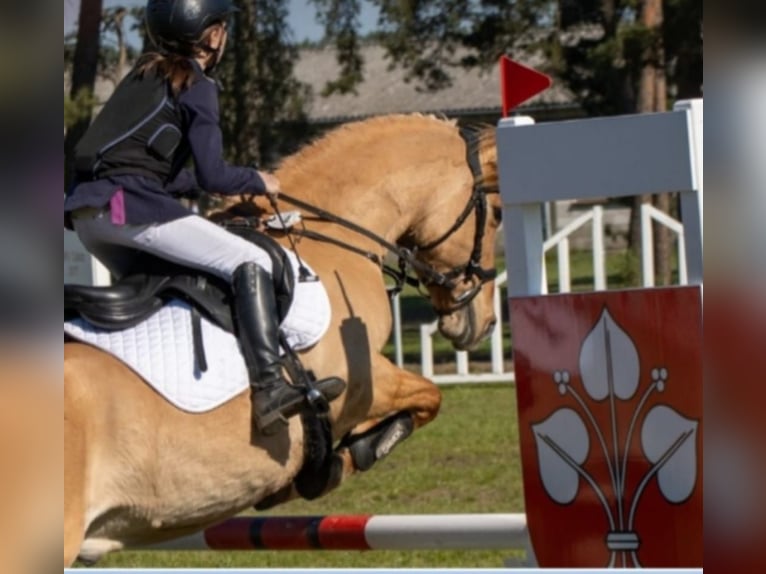 Poni alemán Caballo castrado 10 años 143 cm Bayo in Cröchern