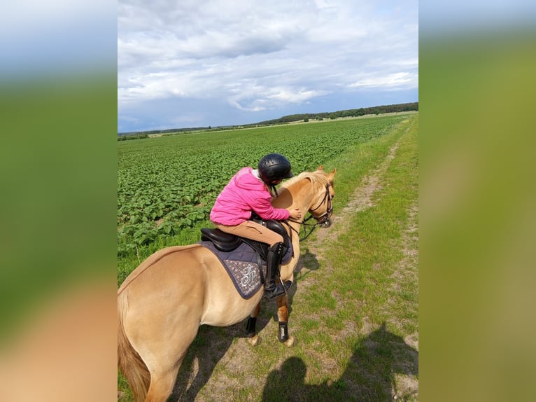 Poni alemán Caballo castrado 10 años 143 cm Bayo in Cröchern