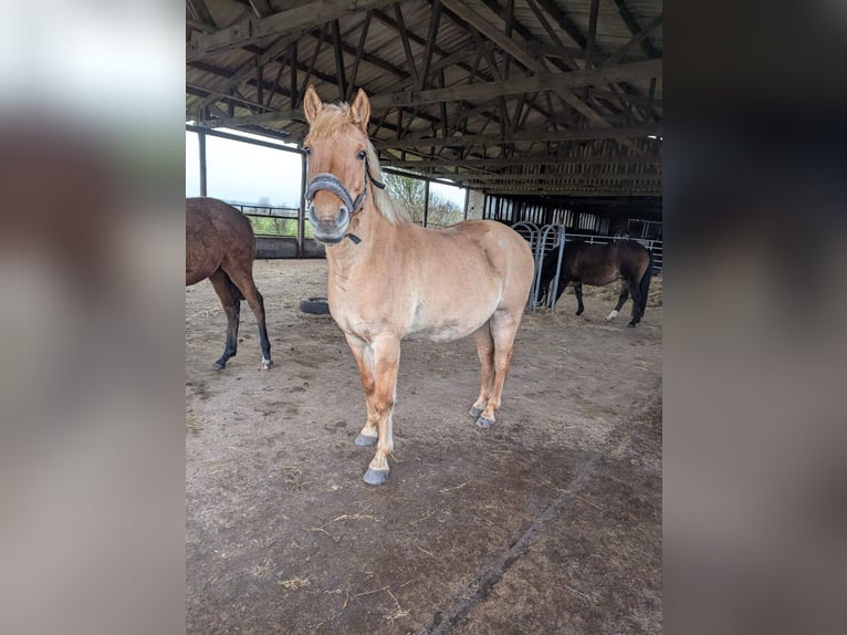 Poni alemán Caballo castrado 10 años 143 cm Bayo in Cröchern