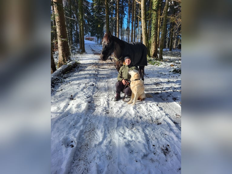 Poni alemán Caballo castrado 10 años 143 cm Negro in Römerswil LU
