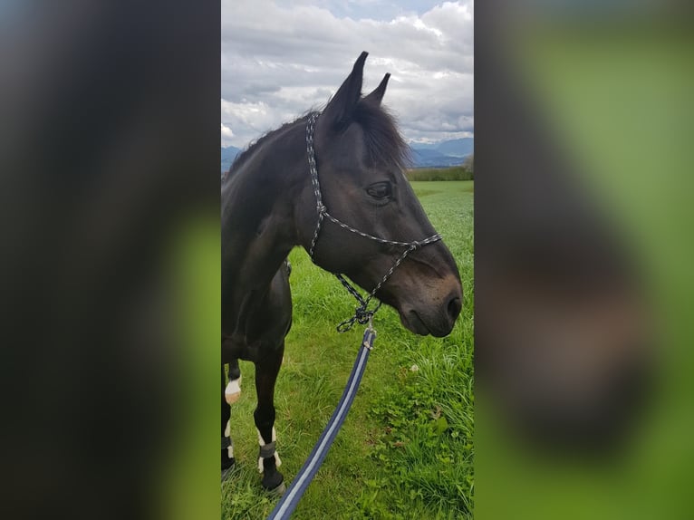Poni alemán Caballo castrado 10 años 143 cm Negro in Römerswil LU
