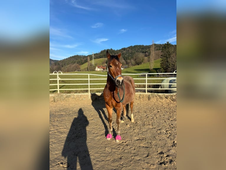 Poni alemán Mestizo Caballo castrado 10 años 144 cm Castaño in Freiburg im Breisgau