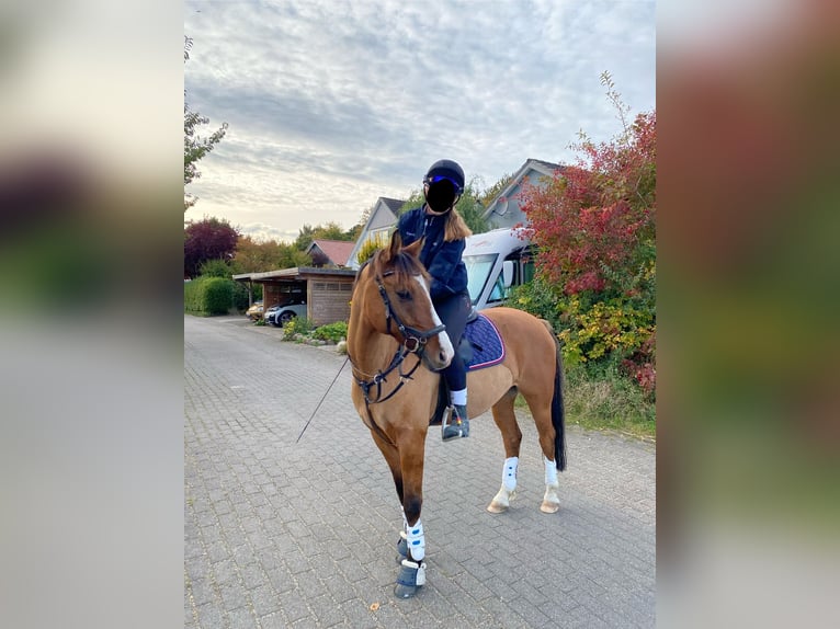 Poni alemán Caballo castrado 10 años 145 cm Bayo in Sch&#xF6;nkirchen