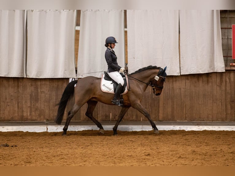 Poni alemán Mestizo Caballo castrado 10 años 145 cm Castaño in Hetzles