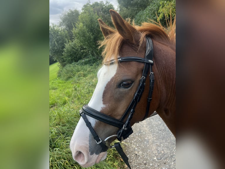 Poni alemán Caballo castrado 10 años 146 cm Alazán in Lindlar